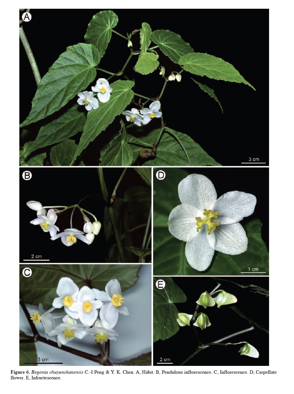 B. chuyunshanensis